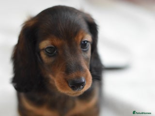 Miniature Dachshund dogs - Advert 4
