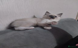 Ragdoll cats for sale: Male bluepoint ragdoll  - Image 11