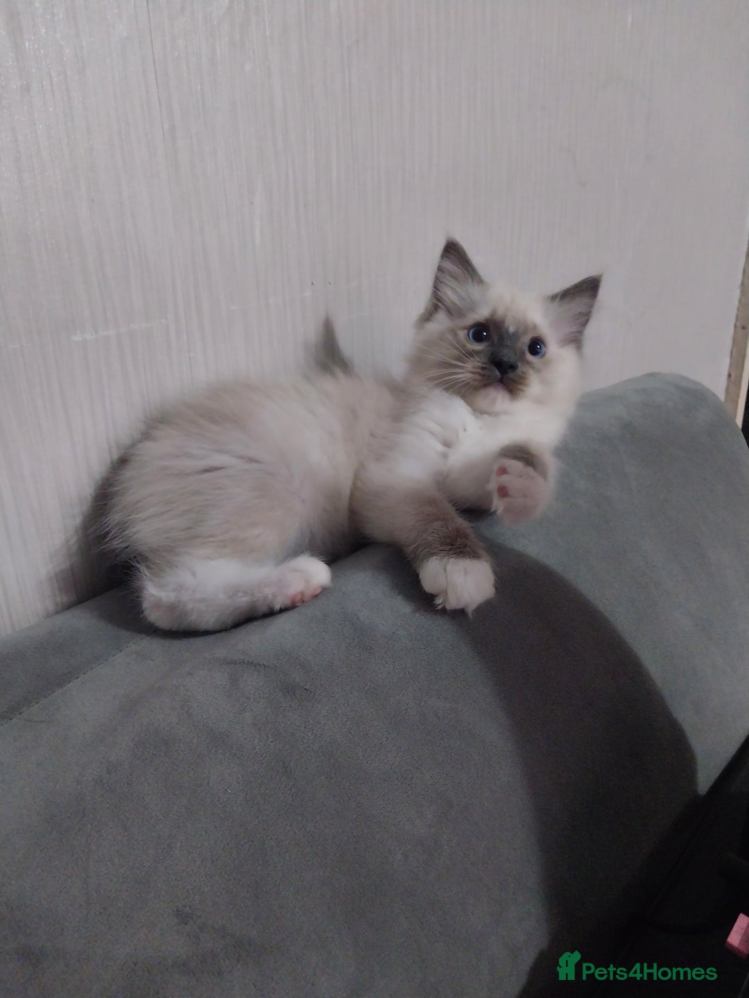 Ragdoll cats for sale: Male bluepoint ragdoll  - Image 11