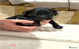 Mixed Breed dogs for sale: chunky litter of French bulldog cross cockapoo - Advert 5