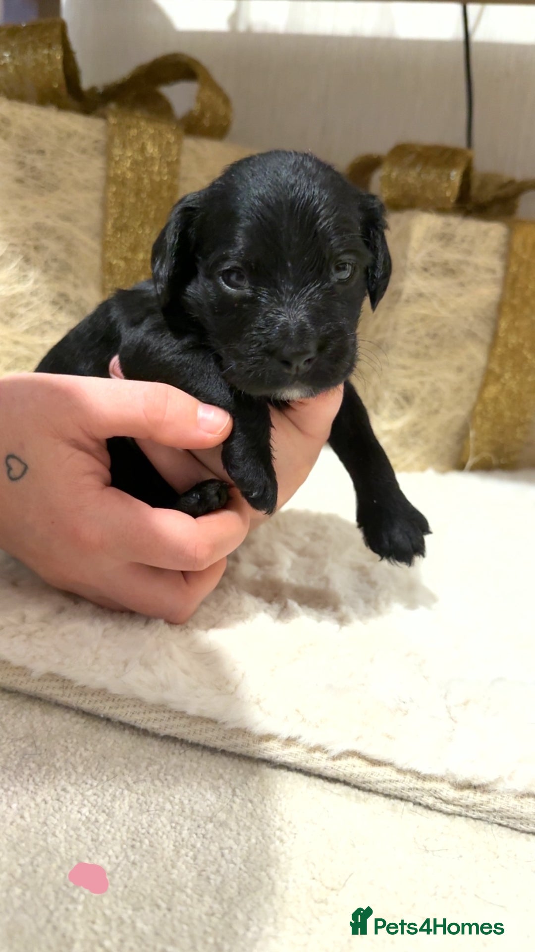Mixed Breed dogs for sale: chunky litter of French bulldog cross cockapoo - Advert 5