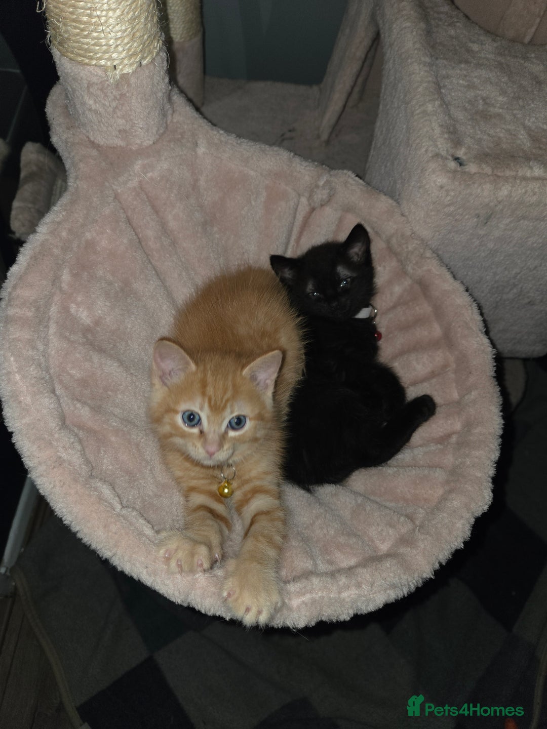 Ragdoll cats for sale: Ragdoll x tabby cat - Image 22