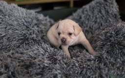 Mixed Breed dogs for sale: French bulldog x Chihuahua puppies - Image 5