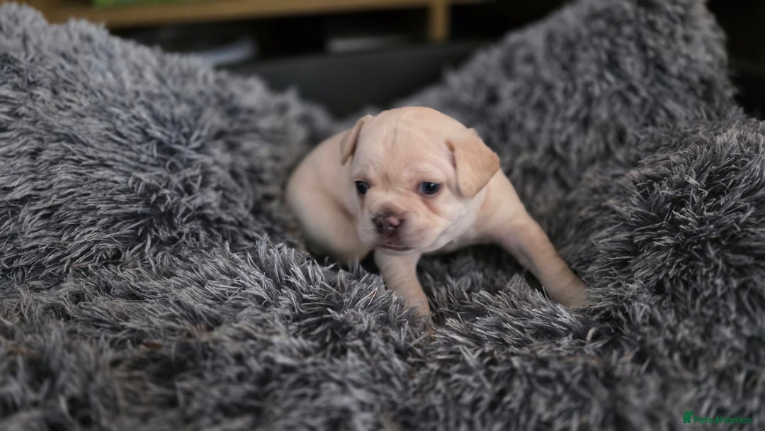 Mixed Breed dogs for sale: French bulldog x Chihuahua puppies - Image 5