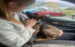 Mixed Breed dogs for sale: Heartfelt advert for 2yr old whippet x patterdale - Advert 5