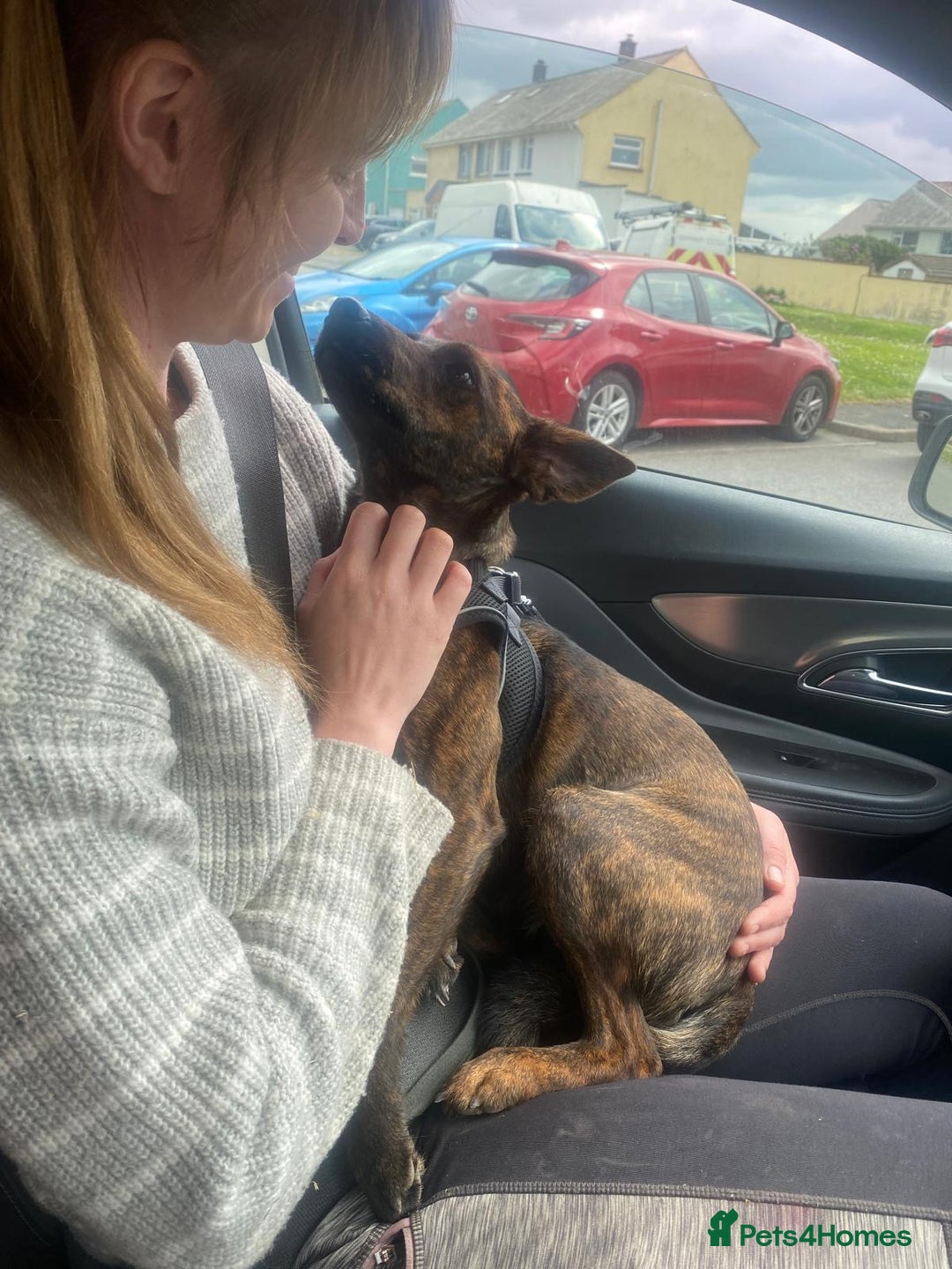 Mixed Breed dogs for sale: Heartfelt advert for 2yr old whippet x patterdale - Advert 5