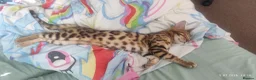 Bengal cats for sale: Stunning Bengal kittens for sale in Rugby - Advert 21