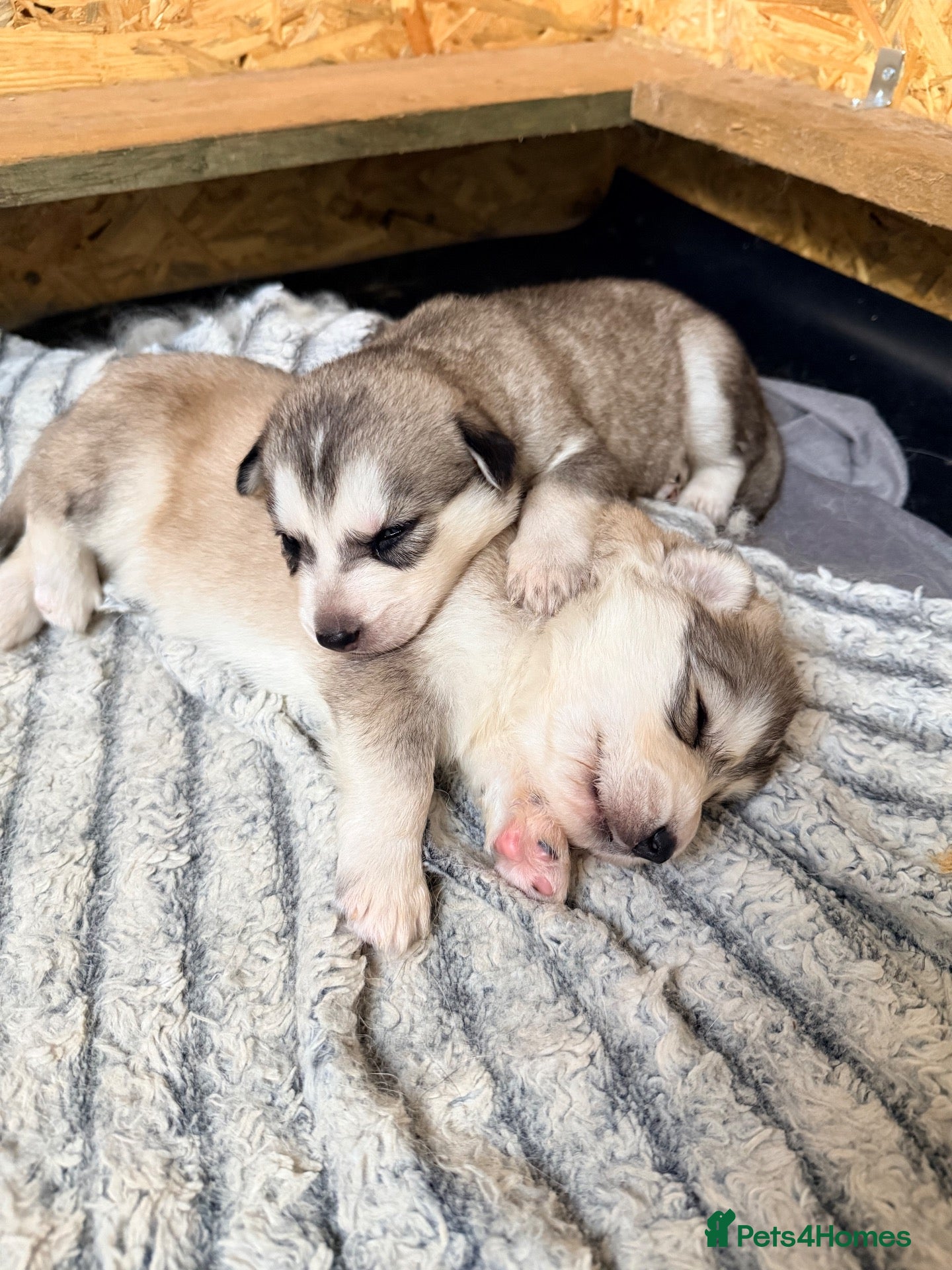 Northern Inuit dogs Northern Inuit puppies  - Advert 9