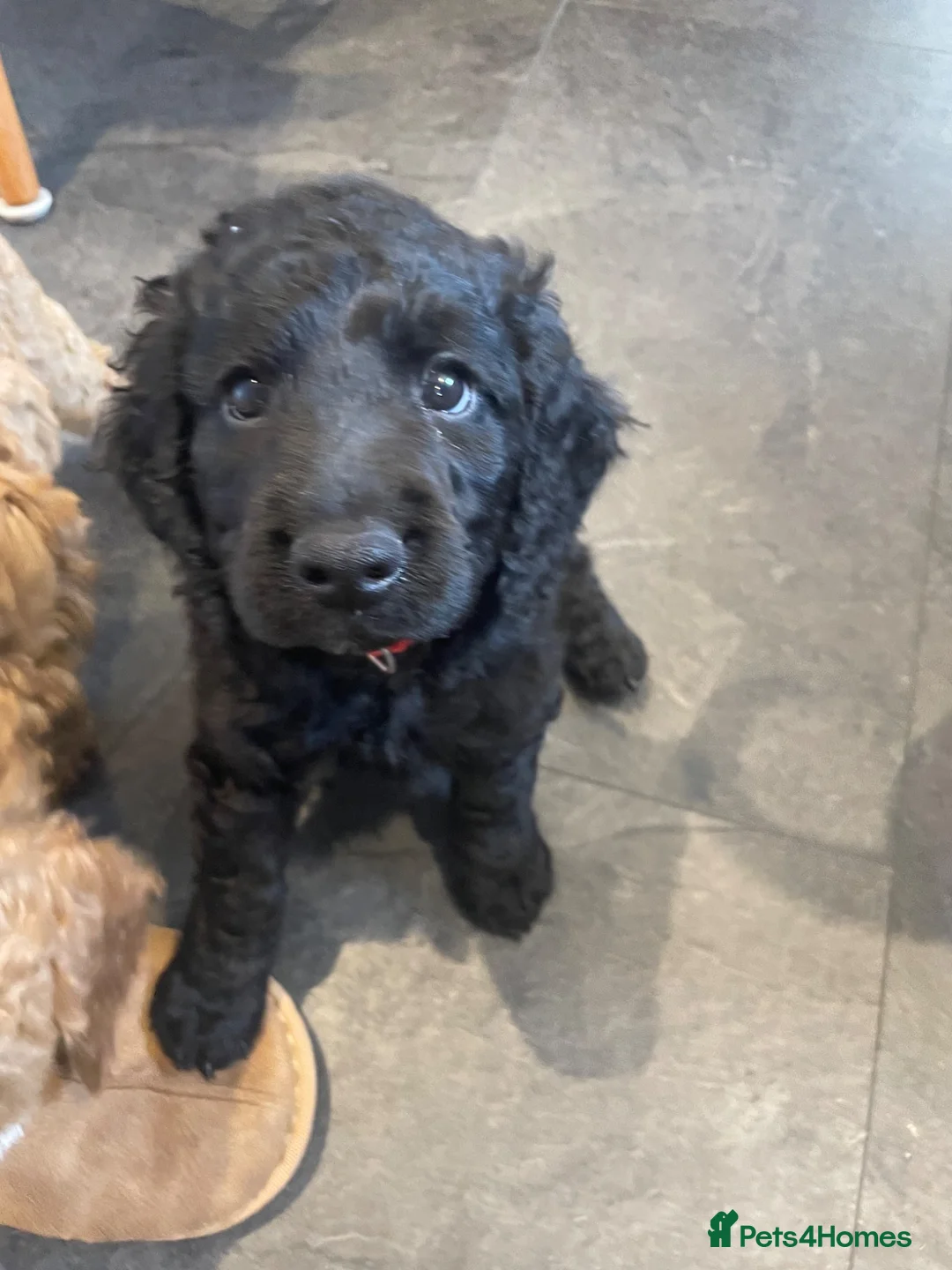 Mixed Breed dogs for sale: Black puppy for sale - Advert 1