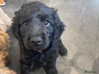 Mixed Breed dogs Black puppy for sale - Advert 12