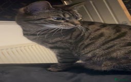 American Shorthair cats for sale: Lola  - Advert 5