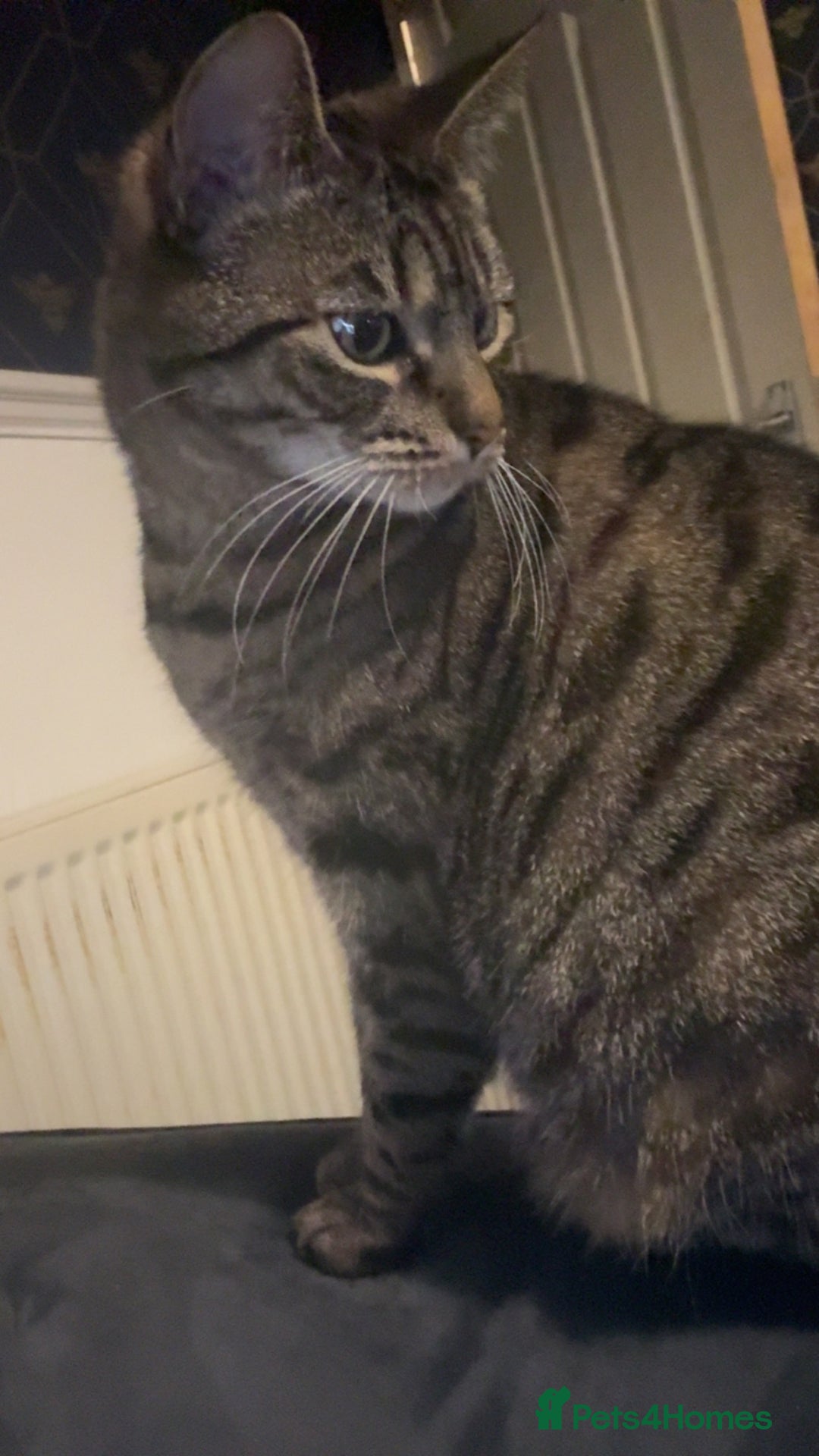 American Shorthair cats for sale: Lola  - Advert 5