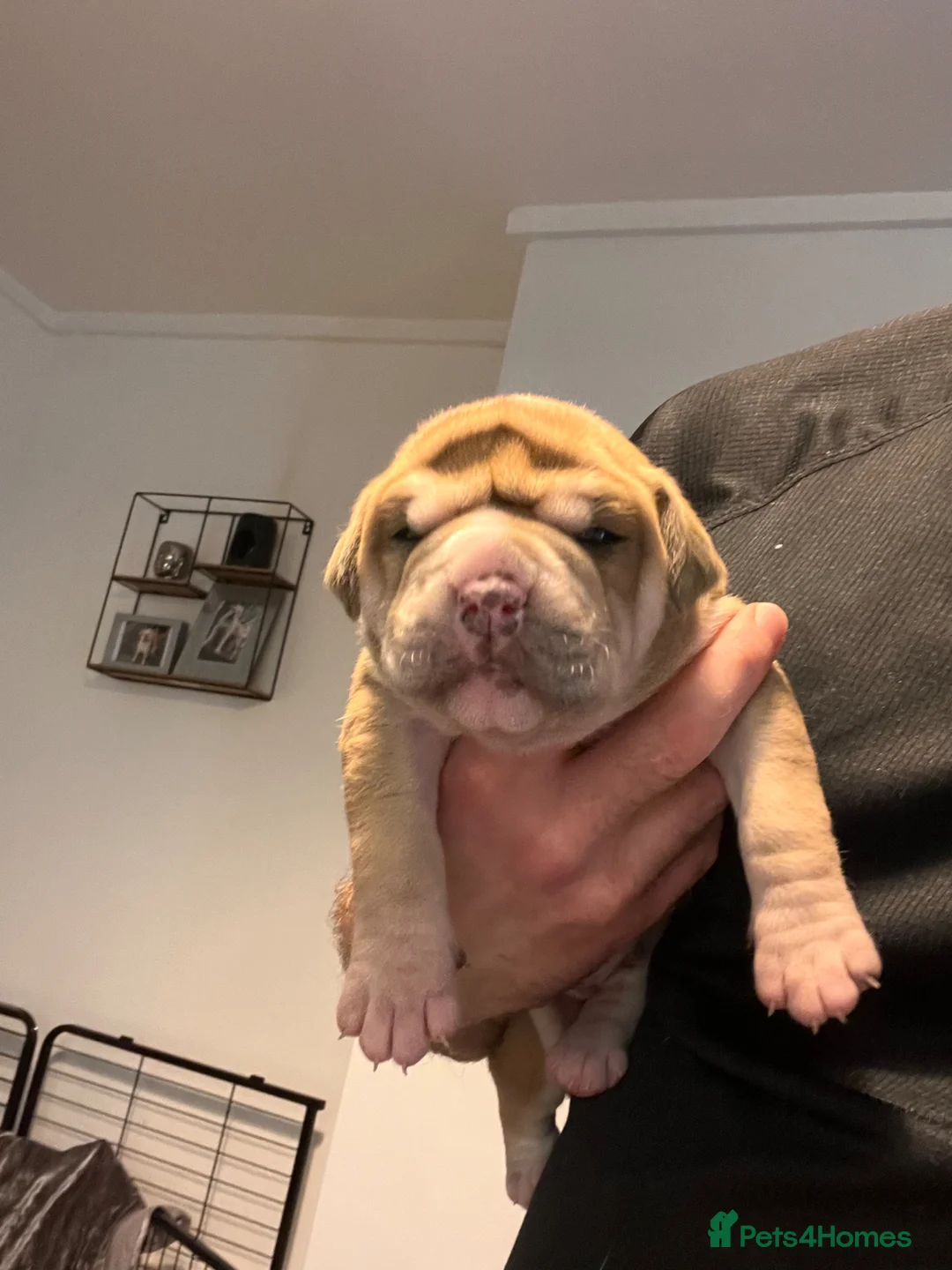 Alapaha Blue Blood Bulldog dogs for sale: Alapaha blue blood bulldog in Oldham - Advert 2