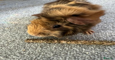 Guinea Pig rodents 2 beautiful boys with full set up  - Advert 1