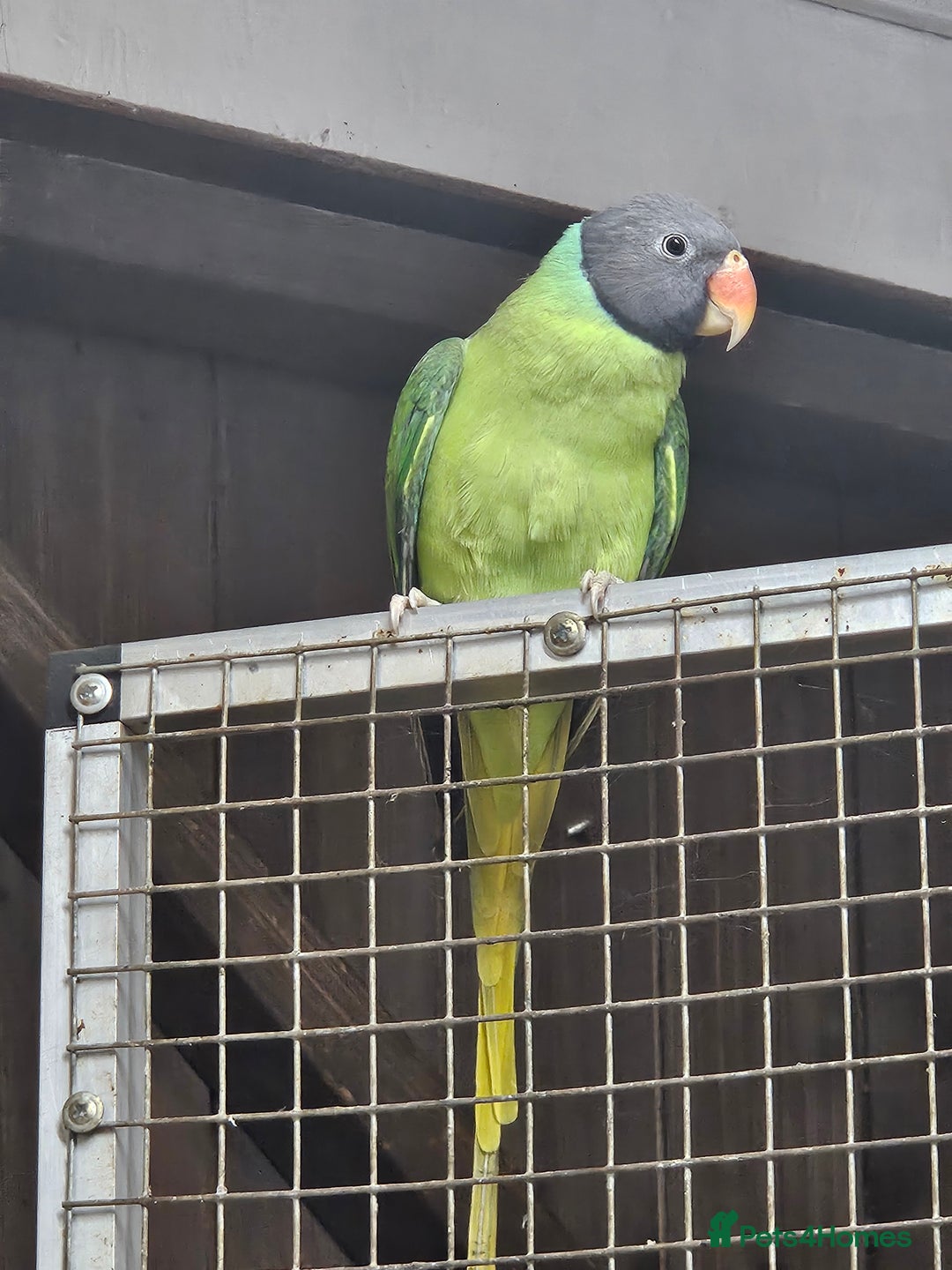 Parakeets birds for sale: 2 x parakeets unsexed - Advert 2