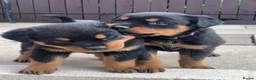 Rottweiler dogs for sale: AMAZING PEDIGREE REGISTERED ROTTWEILER PUPPIES - Advert 15