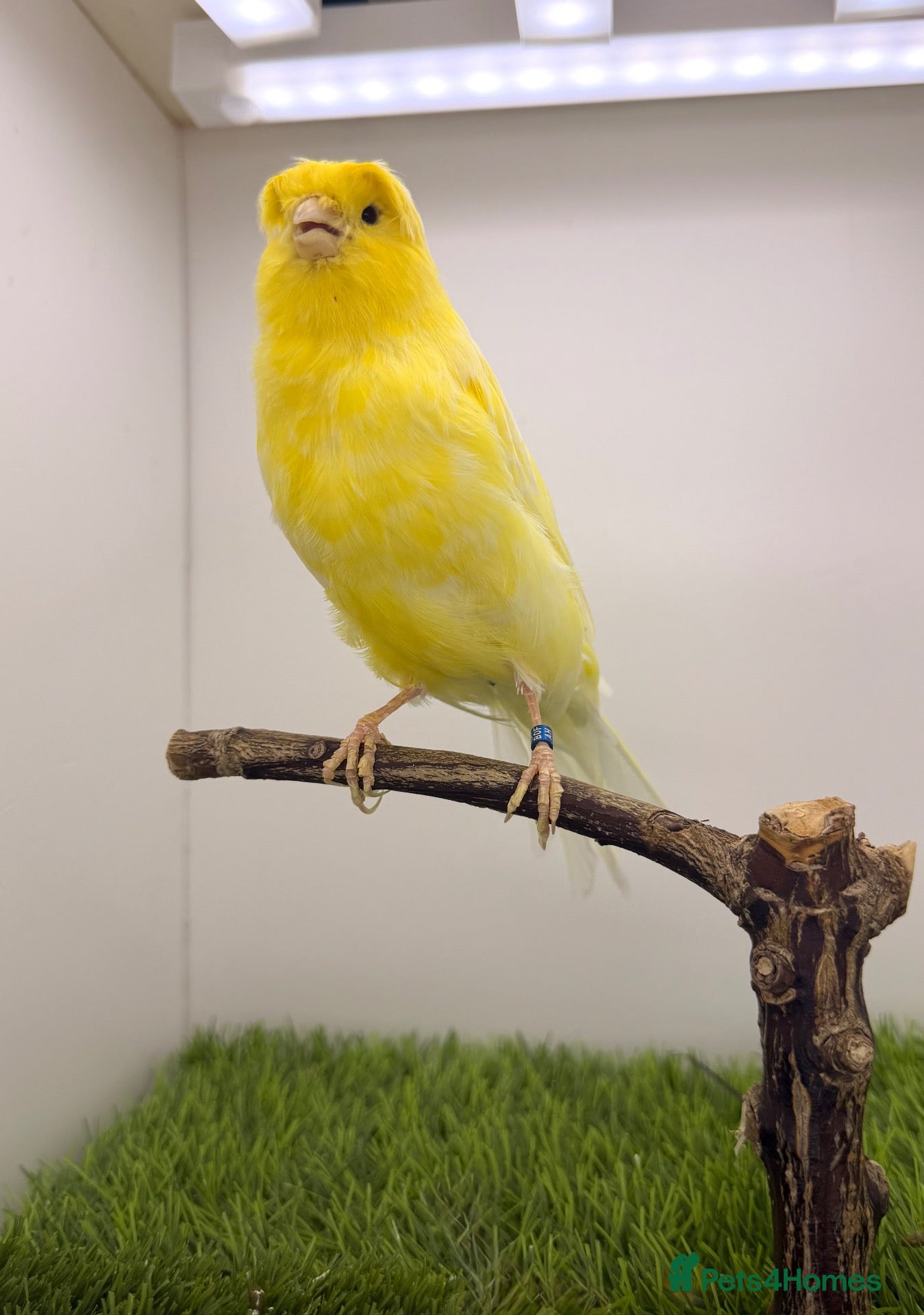 Canaries birds x4 Lancashire males canary’s  - Advert 7
