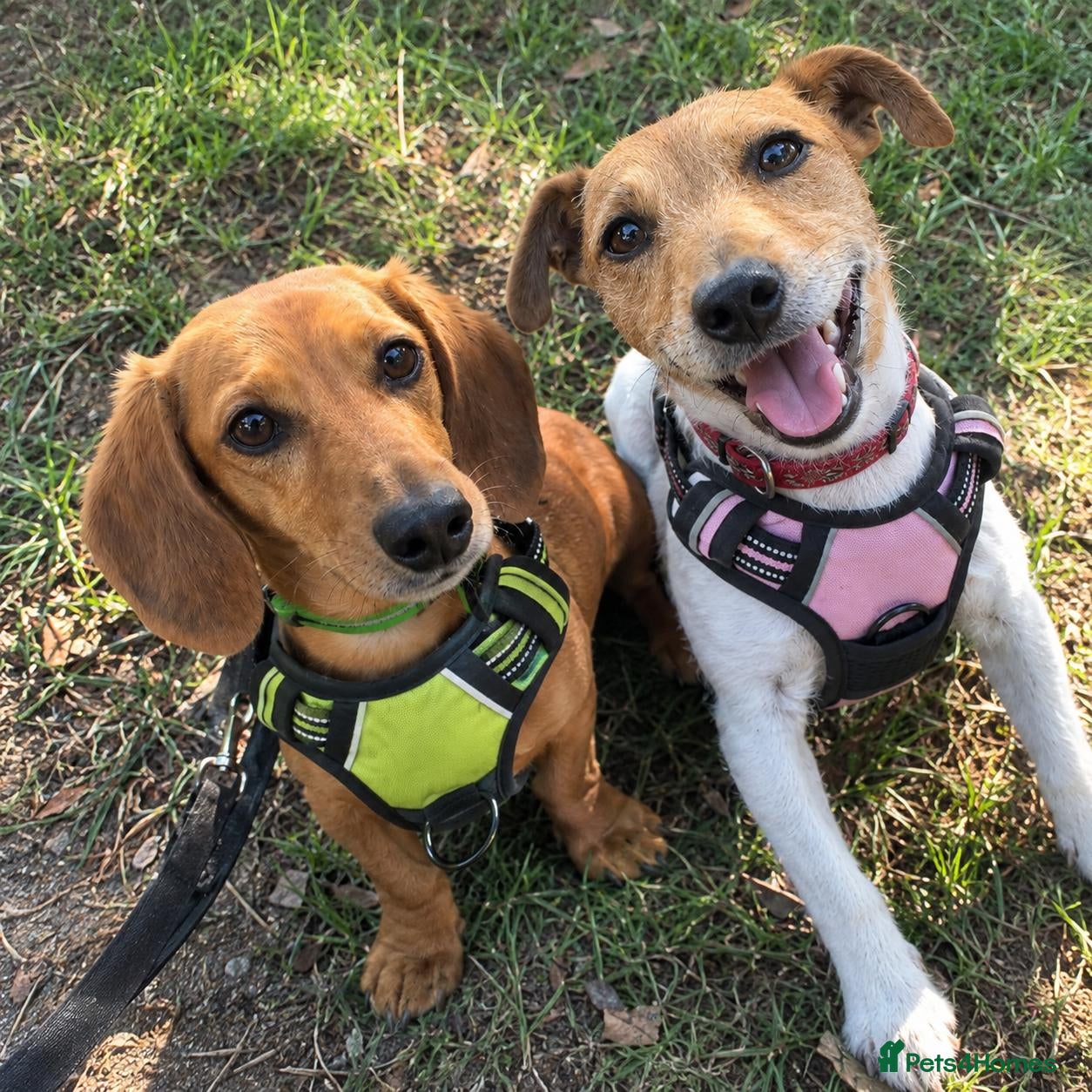 Mixed Breed dogs ❤️🐶 MARLENE & 💙🐶 BOYCIE – TWO LITTLE SOULMATES - Advert 1