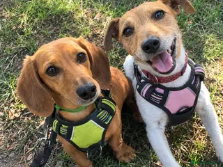 Mixed Breed dogs ❤️🐶 MARLENE & 💙🐶 BOYCIE – TWO LITTLE SOULMATES - Advert 1
