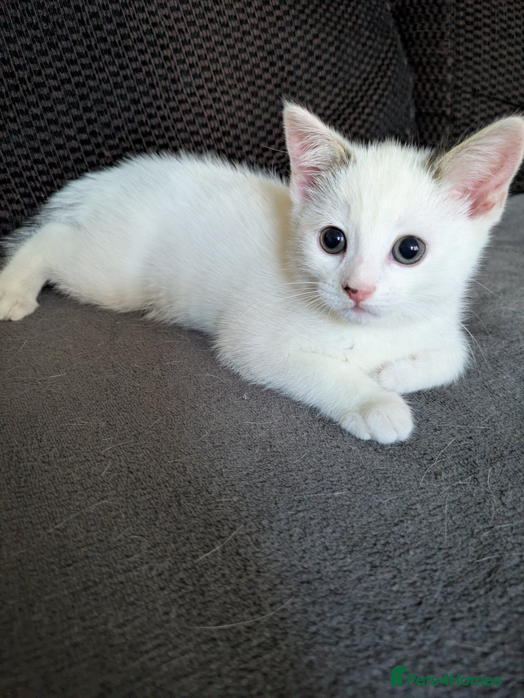 Mixed Breed cats for sale: Beautiful kitten  - Advert 5