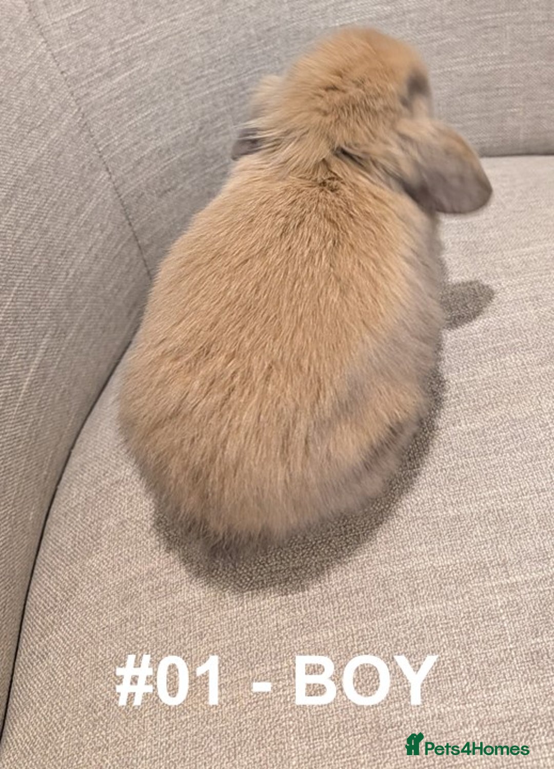 Mini Lop rabbits for sale: Exceptional Mini-Lops. Collect from: 15th January - Advert 3