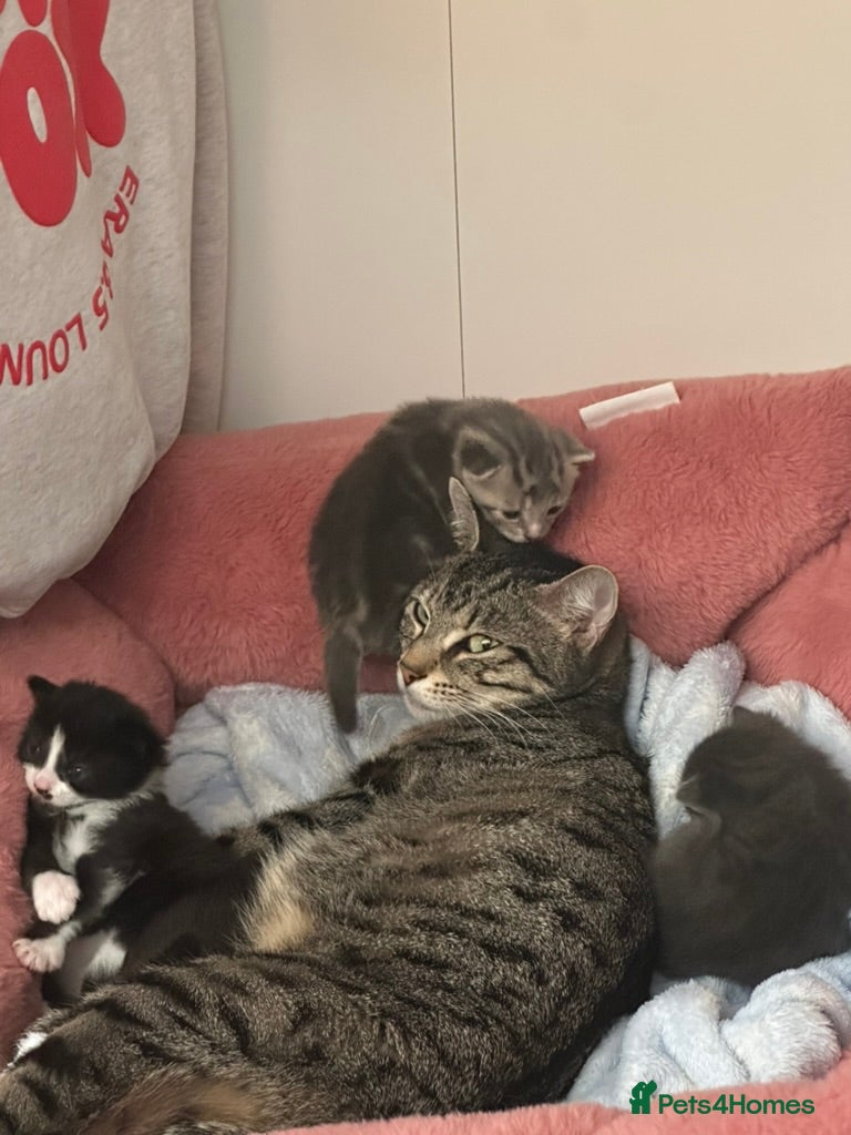 Mixed Breed cats for sale: Adorable, playful kittens ready now! in South Croydon - Advert 2
