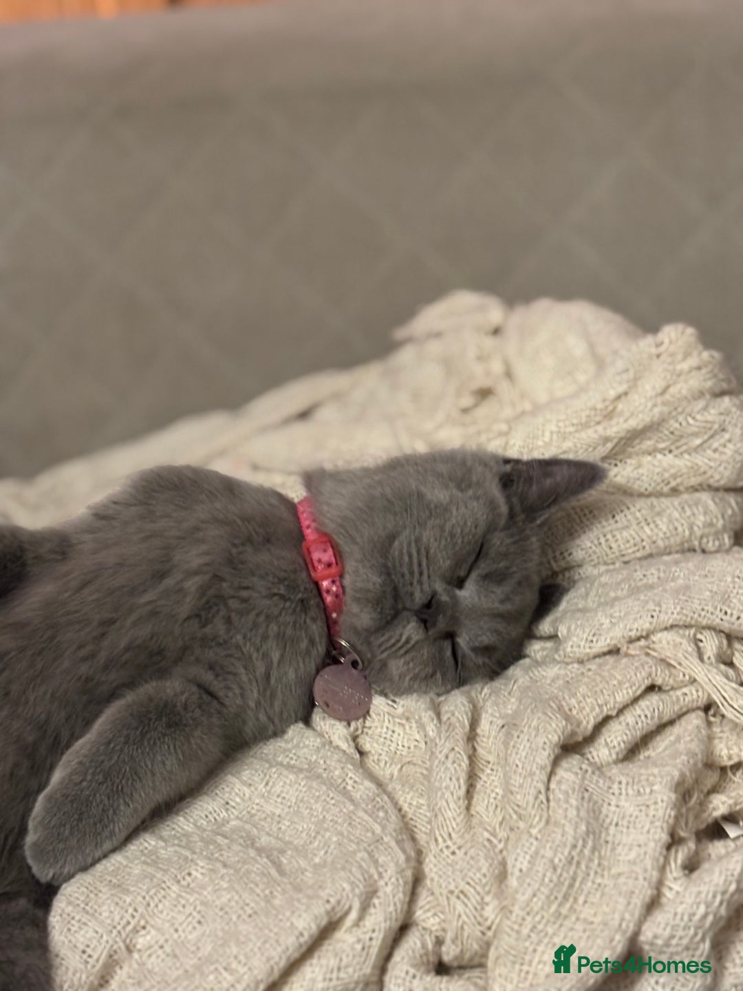 British Shorthair cats for sale: 6-Month-Old Female British Shorthair  - Advert 2