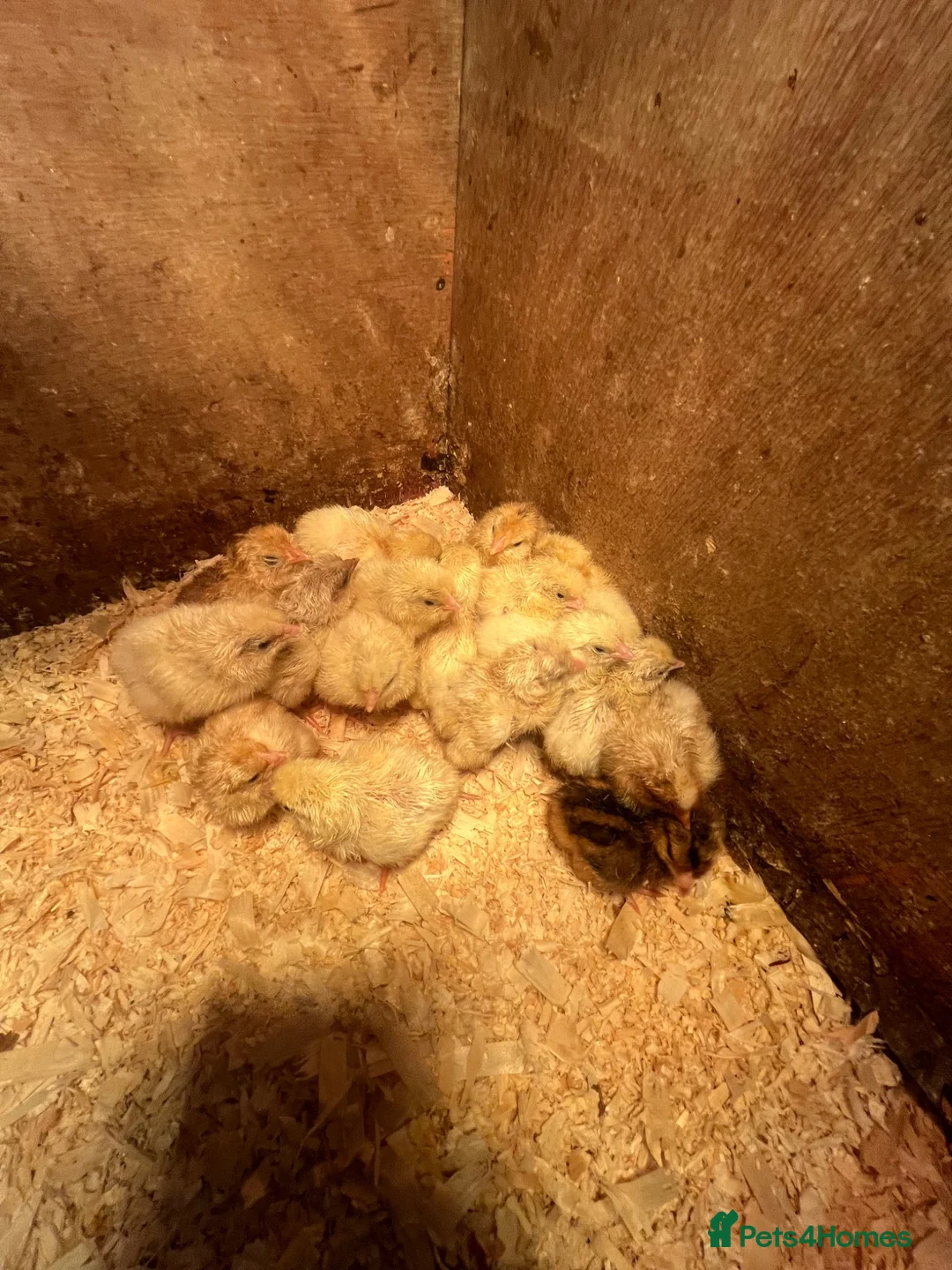 Chickens poultry for sale: Mixed large foul chickens  - Advert 2