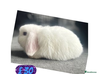 Mini Lop rabbits CHOCOLATE POINT GIRL MINI LOP - Advert 7