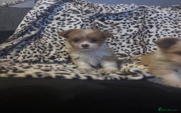 Mixed Breed dogs for sale: Chorkie-apso puppies  - Image 11