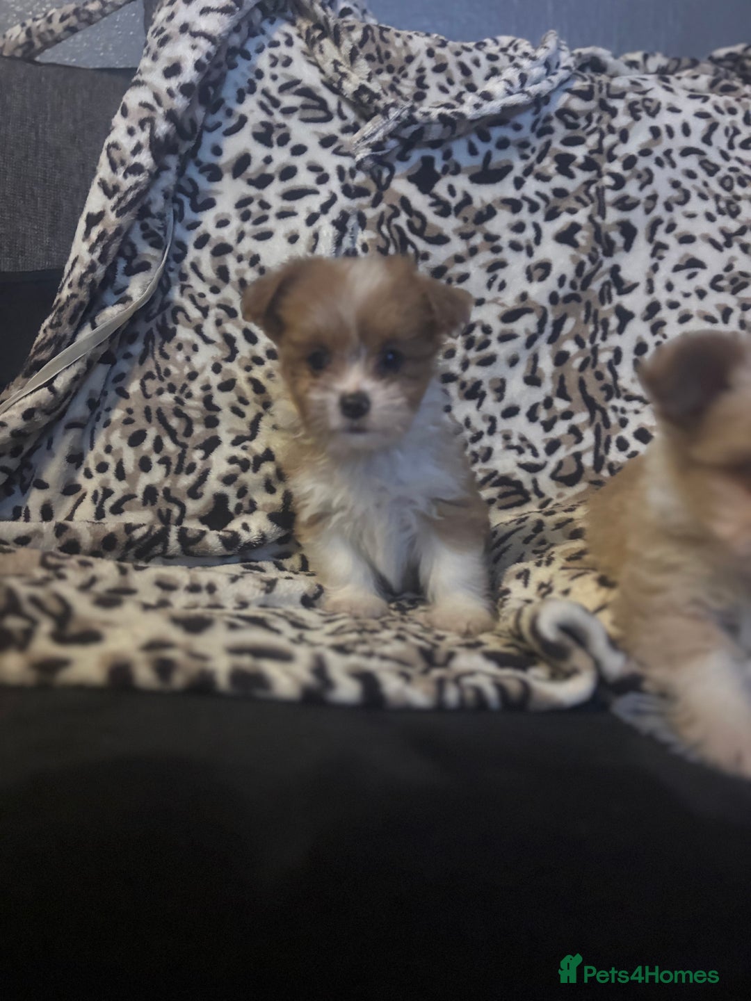 Mixed Breed dogs for sale: Chorkie-apso puppies  - Image 11