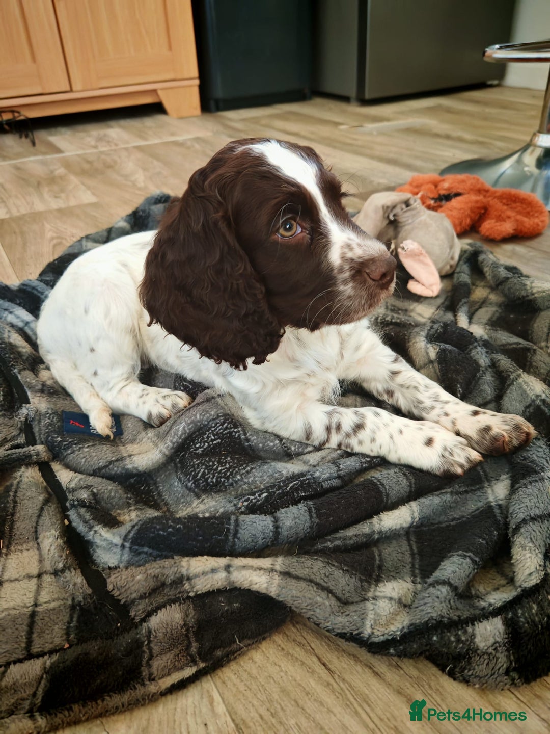 Cocker Spaniel dogs for sale: Cocker spaniel pups - Advert 3