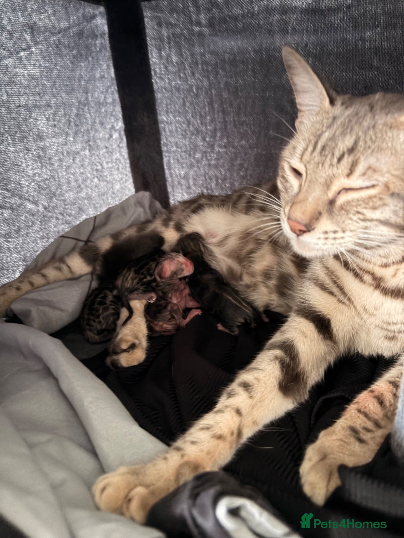 Bengal cats Bengal kittens for sale  - Advert 4