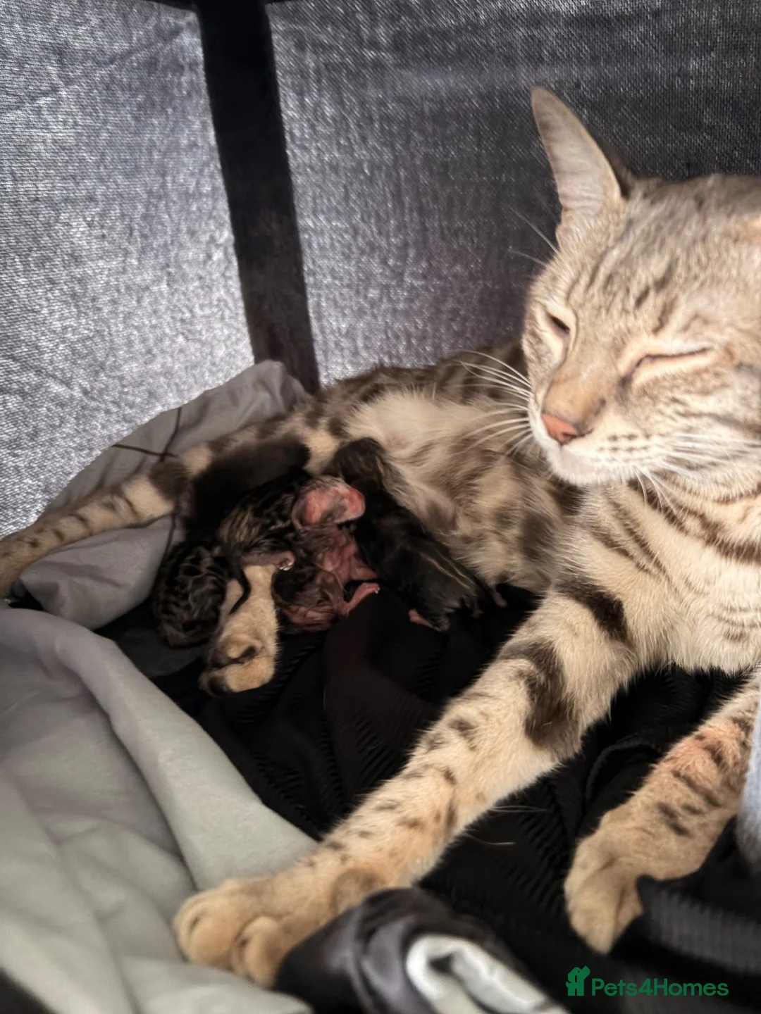 Bengal cats for sale: Bengal kittens for sale  in London - Advert 1