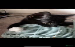 Mixed Breed cats for sale: 2 lovely girl kittens - Image 7