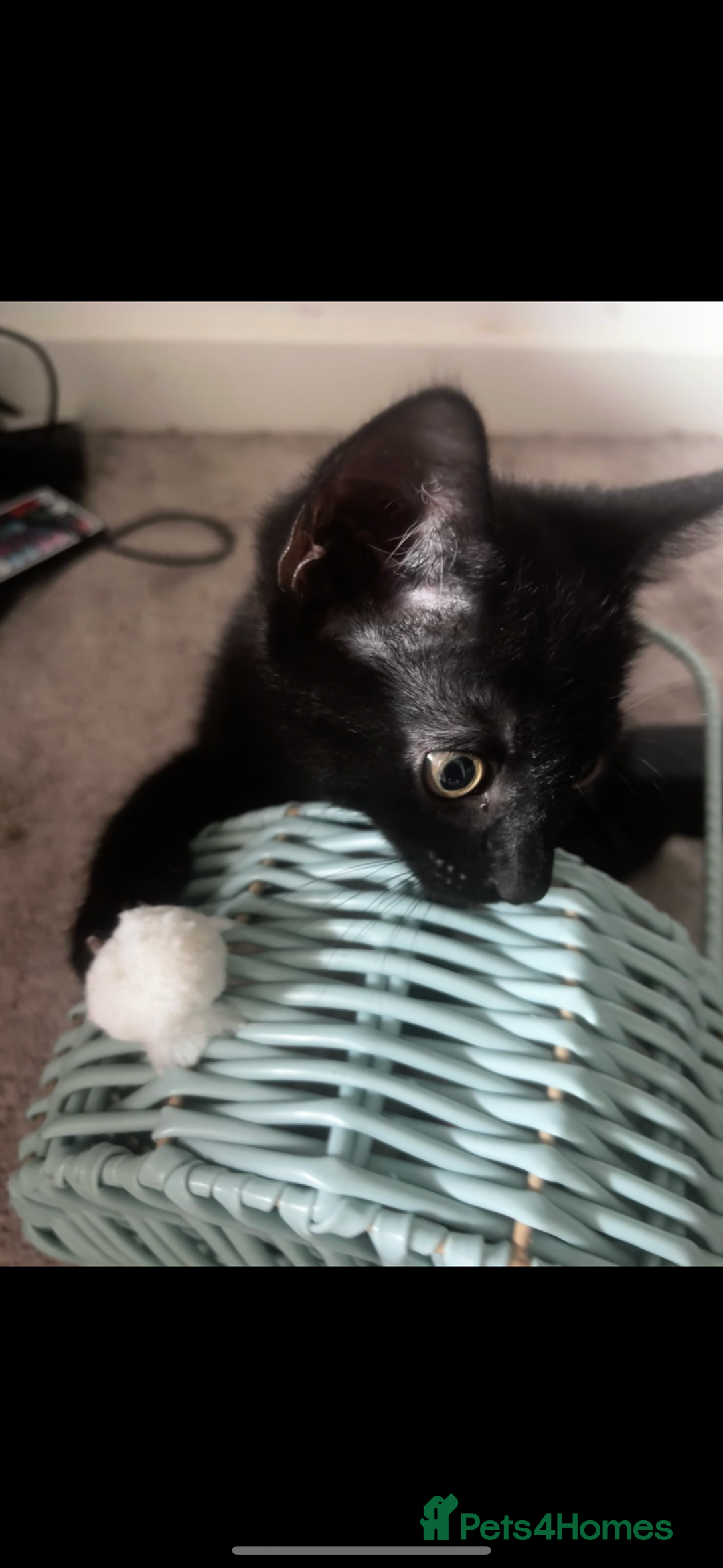 Mixed Breed cats for sale: 2 lovely girl kittens - Image 7