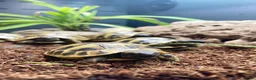 Tortoise reptiles for sale: Hermanns Tortoise Hatchlings - Advert 4