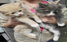 Mixed Breed cats for sale: 2 very big beautiful fluffy kittens - Image 1