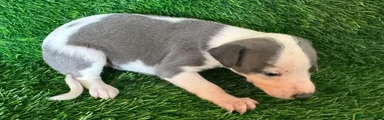 Whippet 3