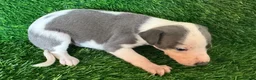 Whippet dogs for sale: ✨ EXCEPTIONAL PEDIGREE WHIPPETS  - Advert 14