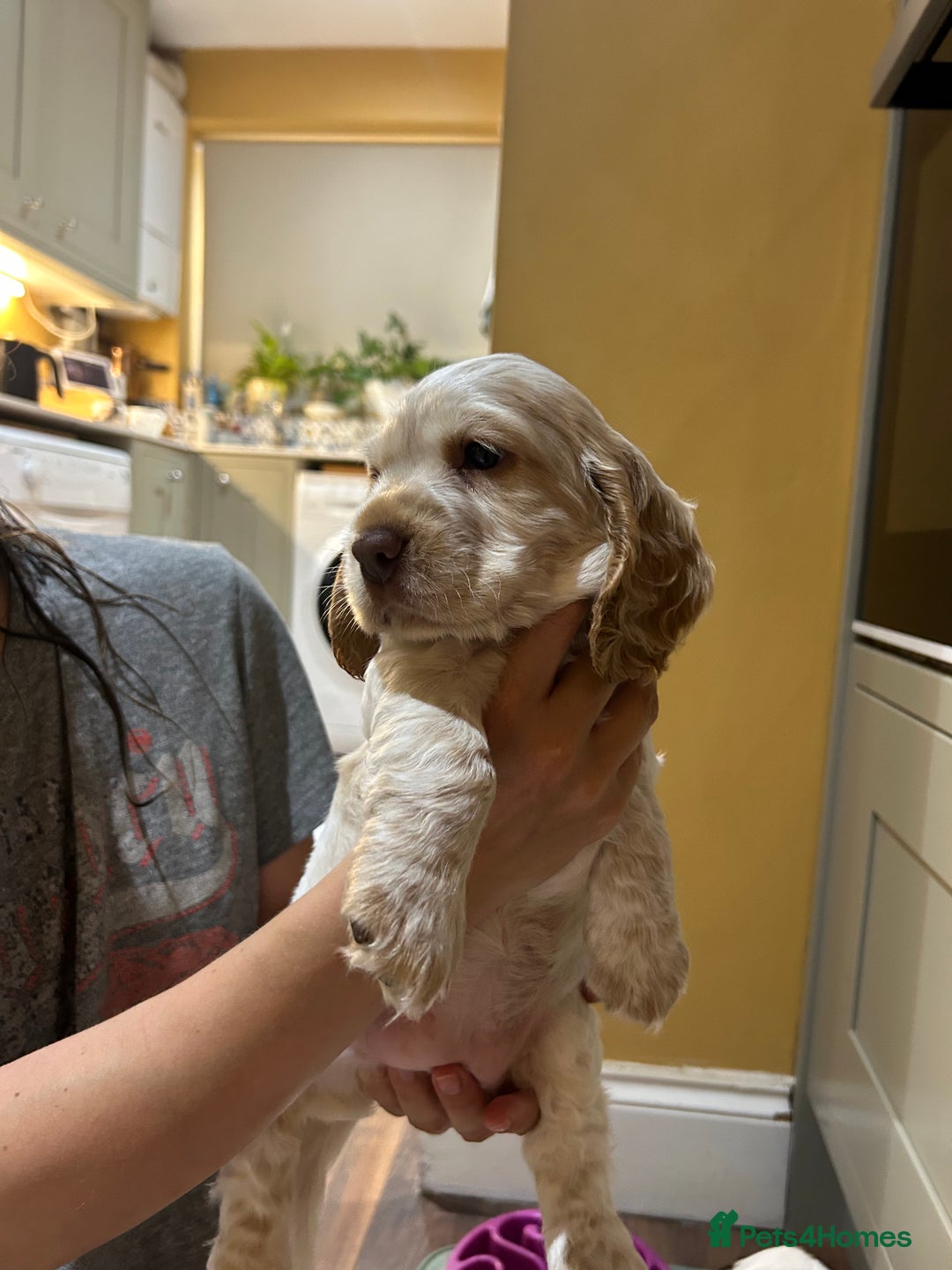 Cocker Spaniel dogs for sale: Beautiful Show Cocker Spaniels - Image 7