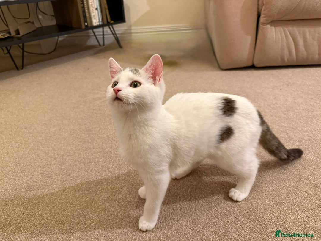 Domestic Shorthair cats for sale: Friendly Young Female Cat - Advert 1