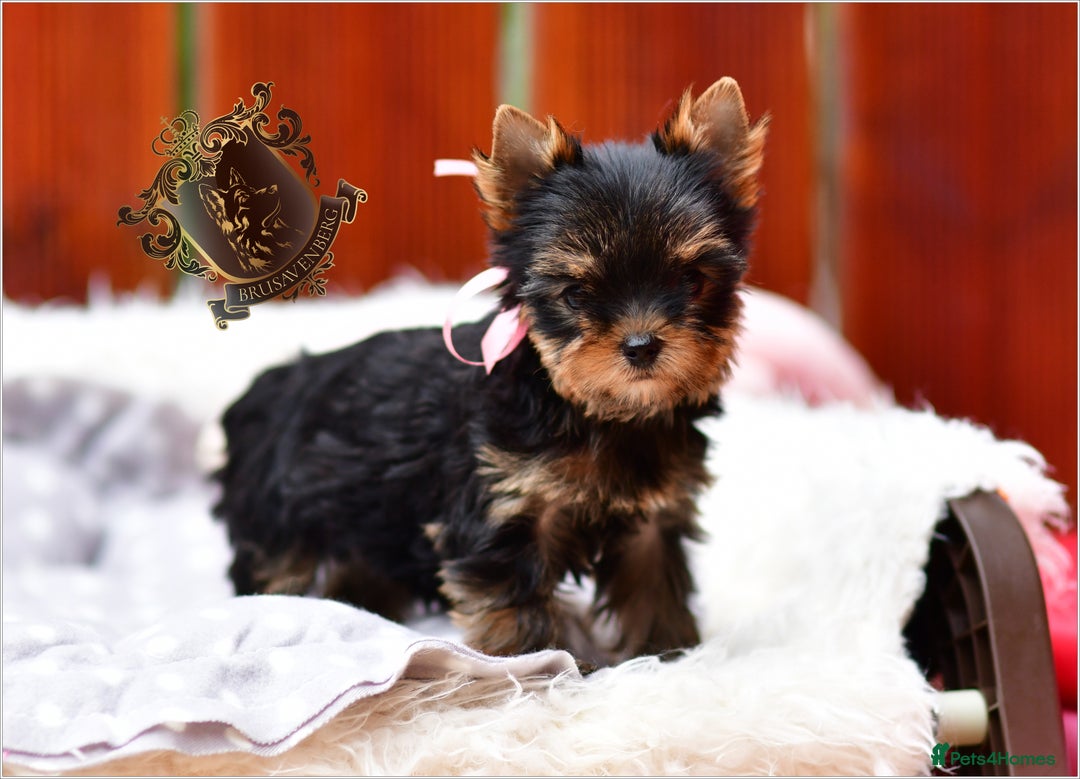 Yorkshire Terrier dogs for sale: BABY FACE DNA TESTED KC REG MINIATURE YORKIES - Image 8