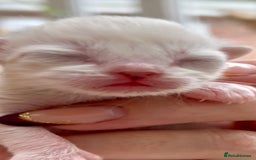 Ragdoll cats for sale: GCCF Registered. Grand Champion Bloodlines. - Image 5