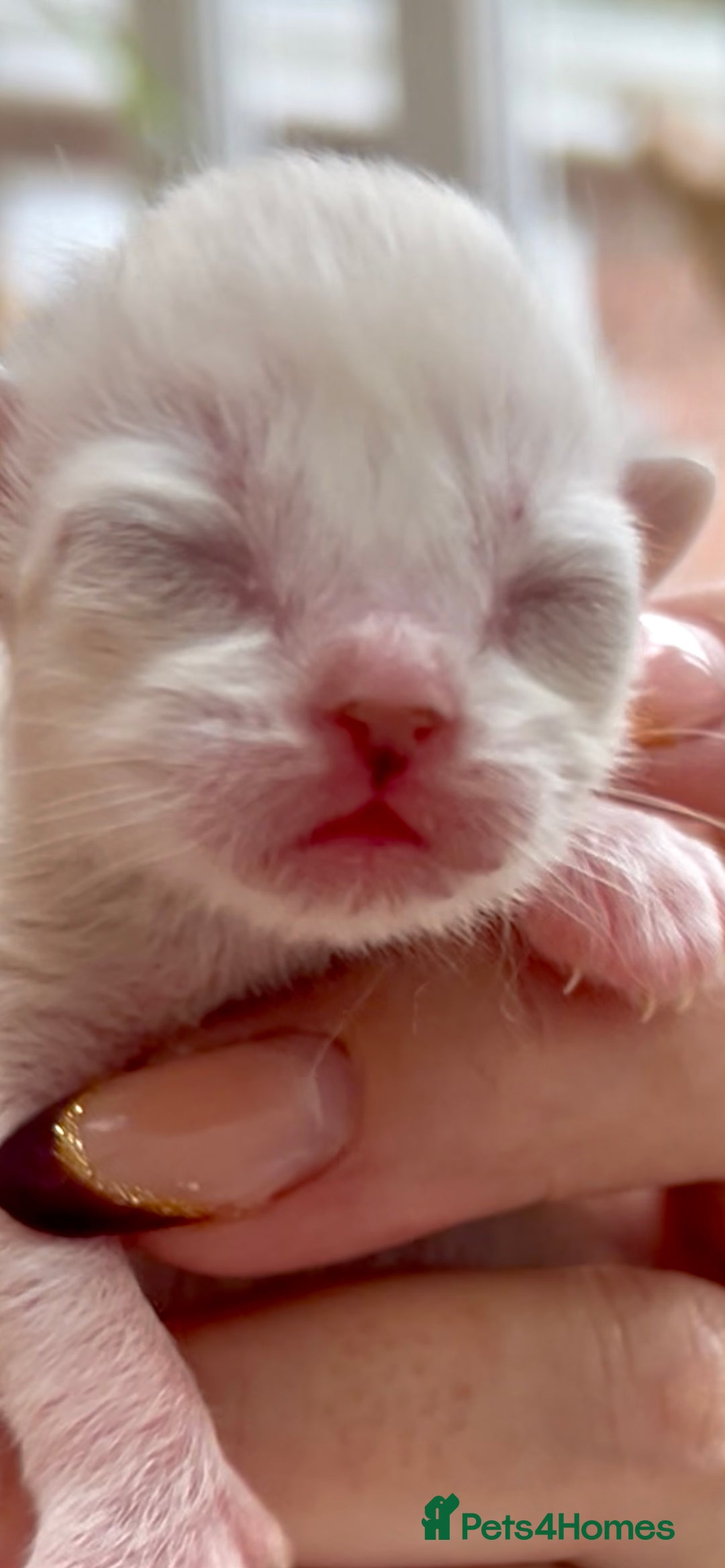 Ragdoll cats for sale: GCCF Registered. Grand Champion Bloodlines. - Image 5