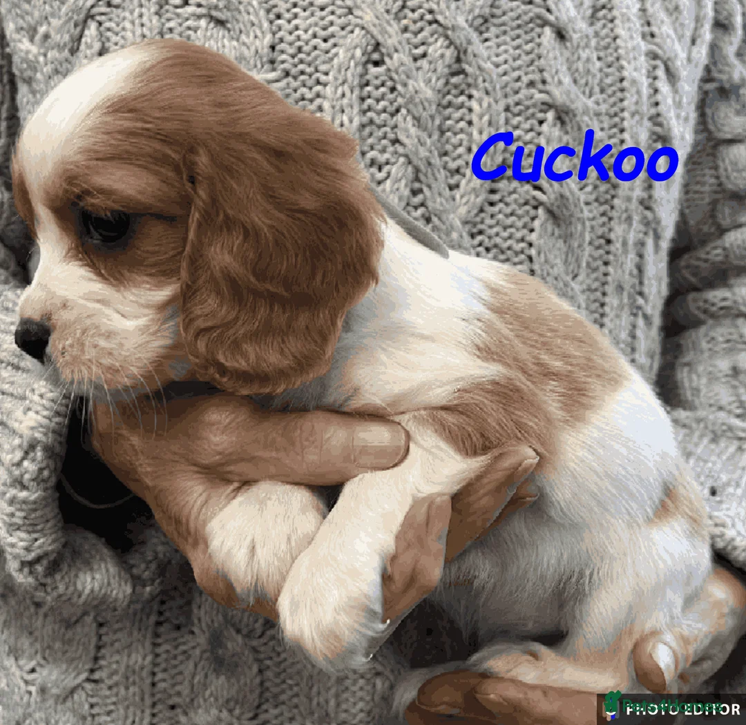 Cockalier dogs for sale: Adorable Cockalier Puppies - Advert 12