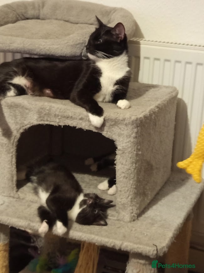 Mixed Breed cats Ready to leave 4 adorable kittens - Advert 3