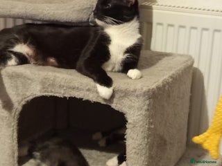 Mixed Breed cats Ready to leave 4 adorable kittens - Advert 3