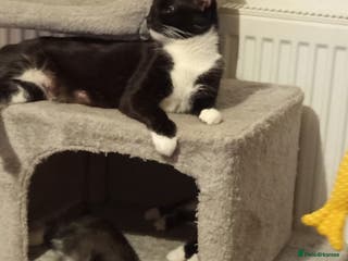 Mixed Breed cats Ready to leave 4 adorable kittens - Advert 10