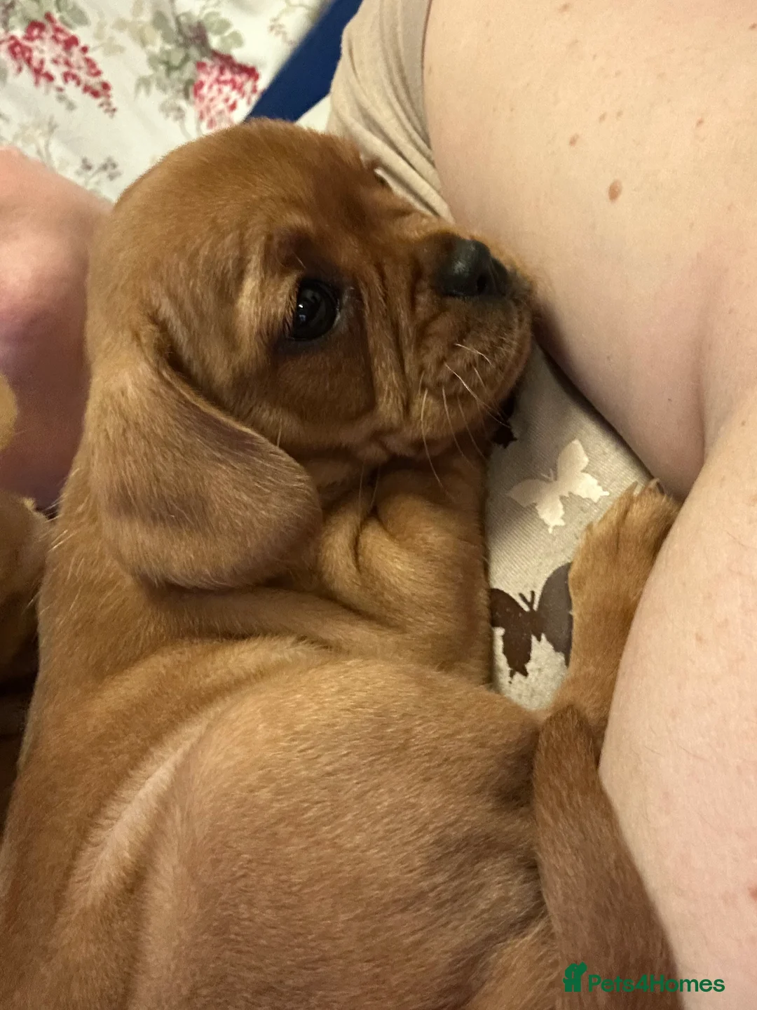 Mixed Breed dogs for sale: frenchel pups READY TO LEAVE - Advert 21